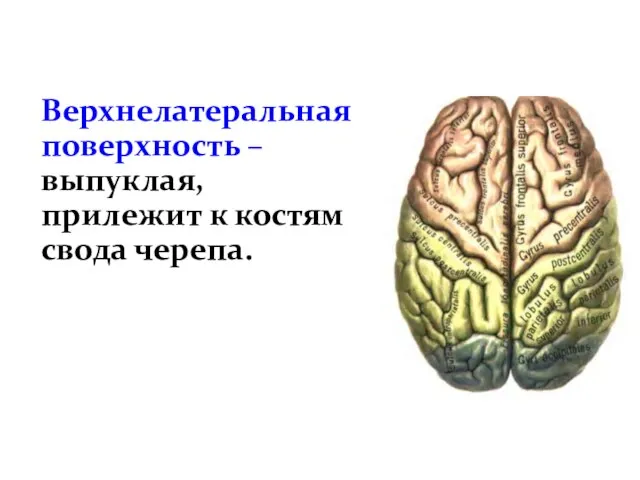 Верхнелатеральная поверхность – выпуклая, прилежит к костям свода черепа.