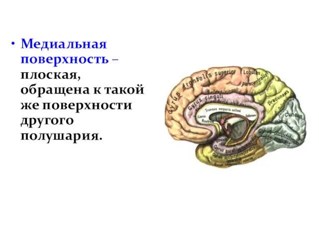 Медиальная поверхность – плоская, обращена к такой же поверхности другого полушария.