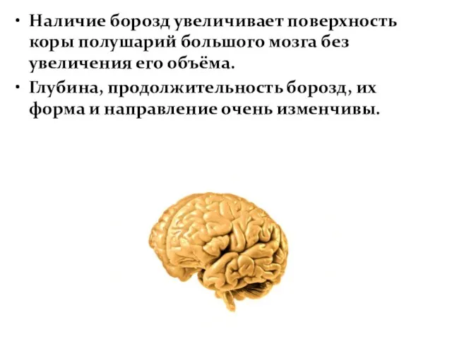 Наличие борозд увеличивает поверхность коры полушарий большого мозга без увеличения его