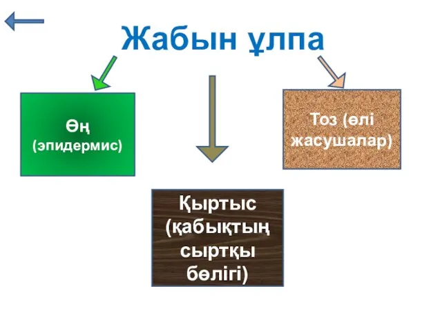 Жабын ұлпа Өң (эпидермис) Тоз (өлі жасушалар) Қыртыс (қабықтың сыртқы бөлігі)