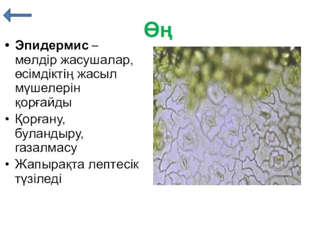 Өң Эпидермис – мөлдір жасушалар, өсімдіктің жасыл мүшелерін қорғайды Қорғану, буландыру, газалмасу Жапырақта лептесік түзіледі