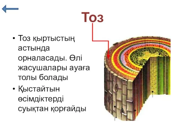 Тоз Тоз қыртыстың астында орналасады. Өлі жасушалары ауаға толы болады Қыстайтын өсімдіктерді суықтан қорғайды