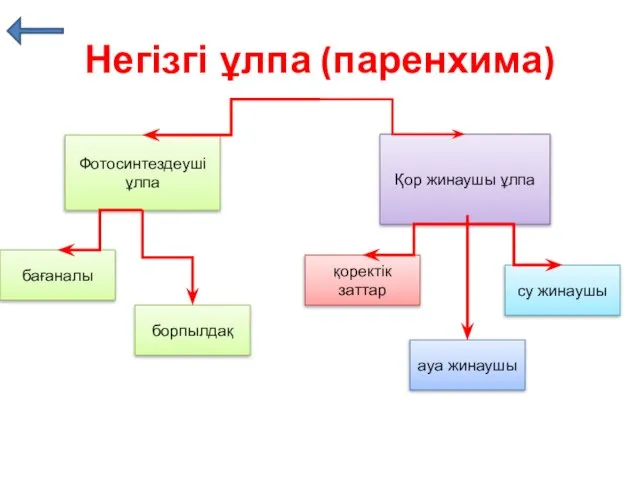 Негізгі ұлпа (паренхима) Фотосинтездеуші ұлпа Қор жинаушы ұлпа бағаналы борпылдақ ауа жинаушы су жинаушы қоректік заттар