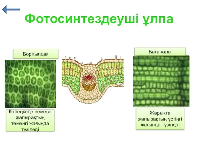 Фотосинтездеуші ұлпа Борпылдақ Бағаналы Көлеңкеде немесе жапырақтың төменгі жағында түзіледі Жарықта жапырақтың үстіңгі жағында түзіледі