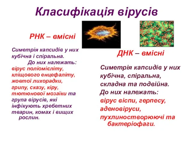 Класифікація вірусів РНК – вмісні Симетрія капсидів у них кубічна і