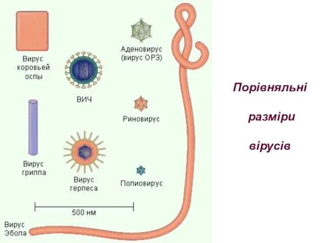 Порівняльні разміри вірусів