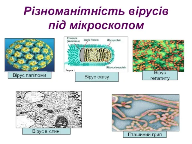 Різноманітність вірусів під мікроскопом Вірус папіломи Вірус сказу Вірус в слині Пташиний грип Вірус гепатиту