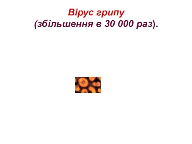 Вірус грипу (збільшення в 30 000 раз).