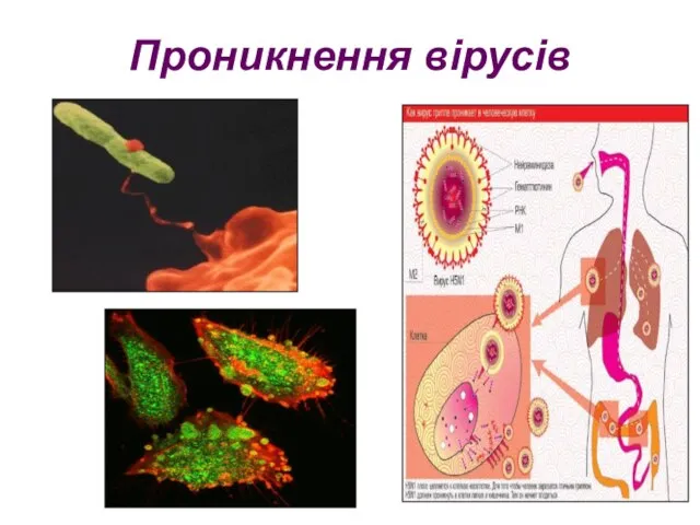 Проникнення вірусів