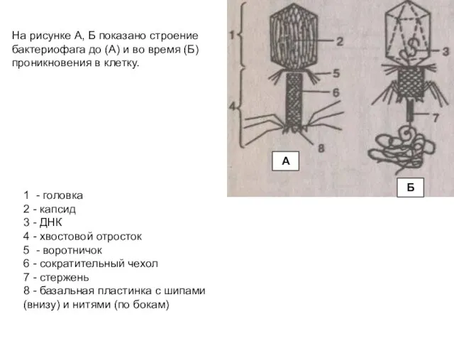 1 - головка 2 - капсид 3 - ДНК 4 -