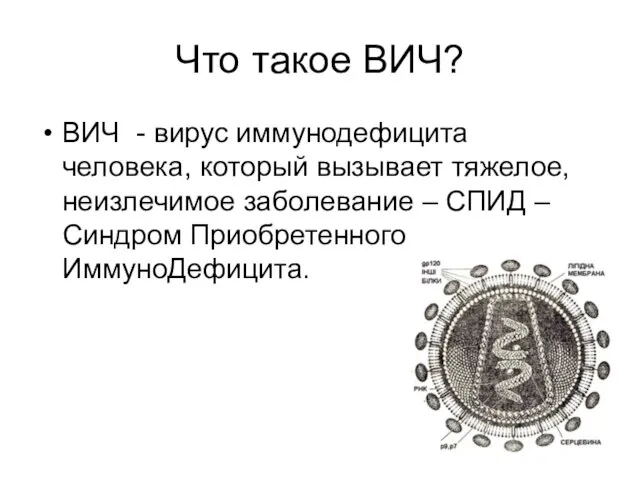 Что такое ВИЧ? ВИЧ - вирус иммунодефицита человека, который вызывает тяжелое,