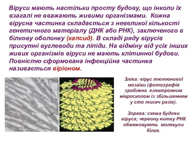 Віруси мають настільки просту будову, що інколи їх взагалі не вважають