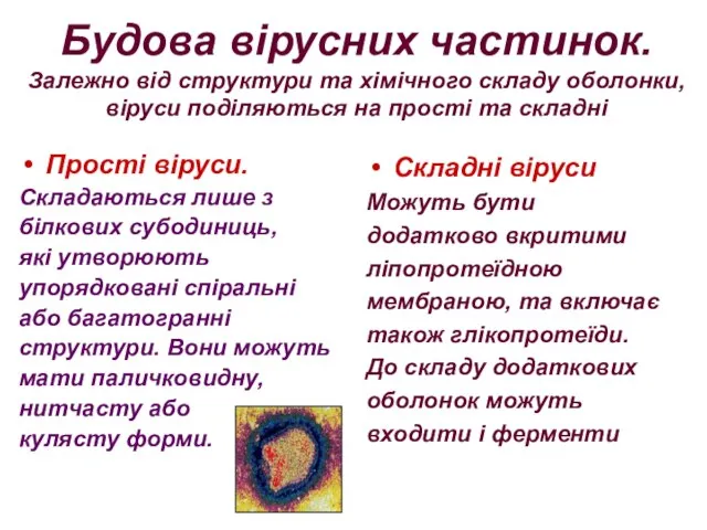 Будова вірусних частинок. Залежно від структури та хімічного складу оболонки, віруси