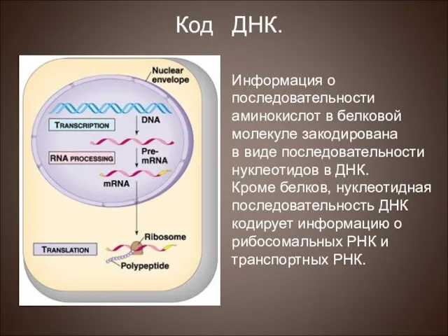 Информация о последовательности аминокислот в белковой молекуле закодирована в виде последовательности