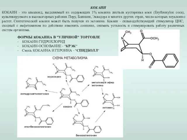 КОКАИН КОКАИН - это алкалоид, выделяемый из содержащих 1% кокаина листьев