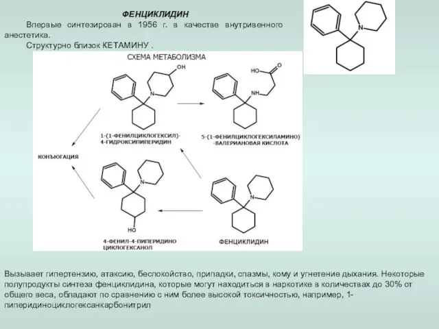 ФЕНЦИКЛИДИН Впервые синтезирован в 1956 г. в качестве внутривенного анестетика. Структурно