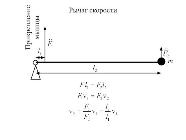 Рычаг скорости Прикрепление мышцы