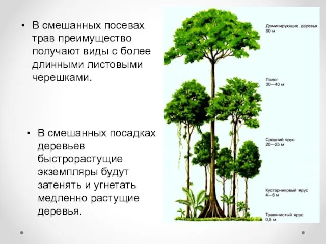 В смешанных посевах трав преимущество получают виды с более длинными листовыми