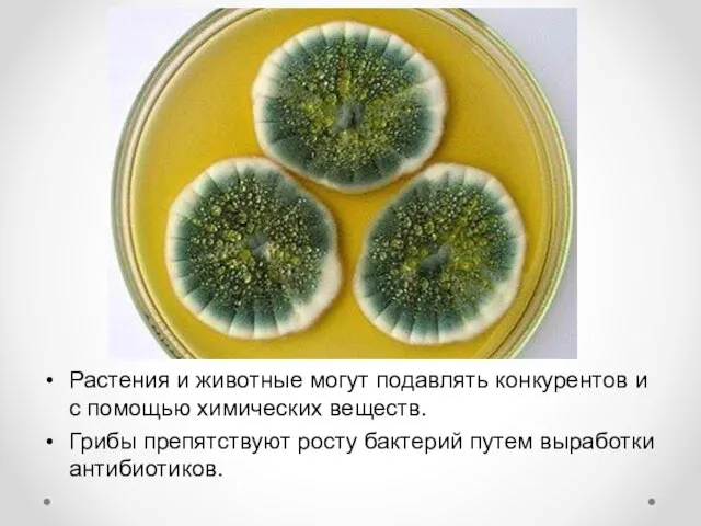 Растения и животные могут подавлять конкурентов и с помощью химических веществ.