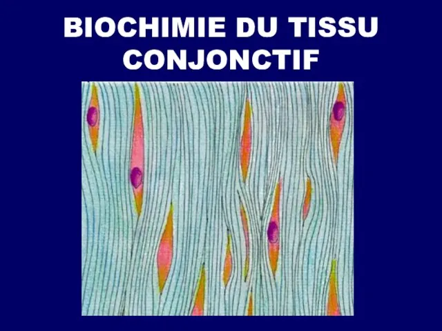 BIOCHIMIE DU TISSU CONJONCTIF