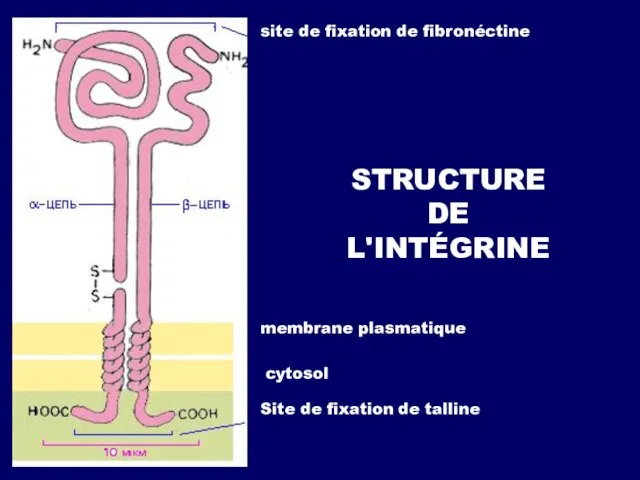 STRUCTURE DE L'INTÉGRINE site de fixation de fibronéctine membrane plasmatique cytosol Site de fixation de talline