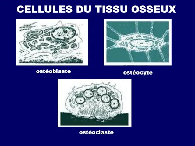 CELLULES DU TISSU OSSEUX ostéoblaste ostéocyte ostéoclaste