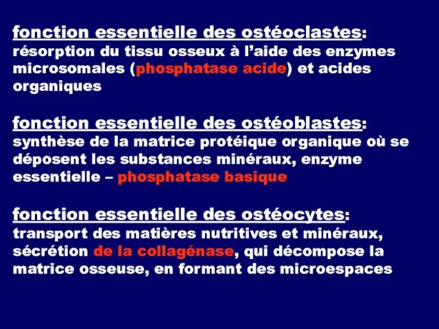 fonction essentielle des ostéoclastes: résorption du tissu osseux à l’aide des