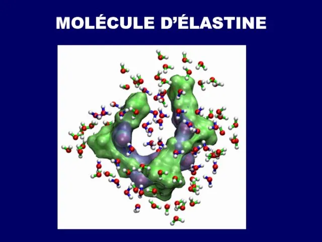 MOLÉCULE D’ÉLASTINE