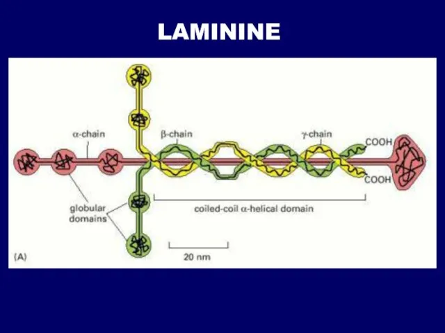 LAMININE