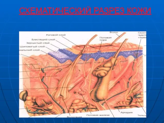 СХЕМАТИЧЕСКИЙ РАЗРЕЗ КОЖИ