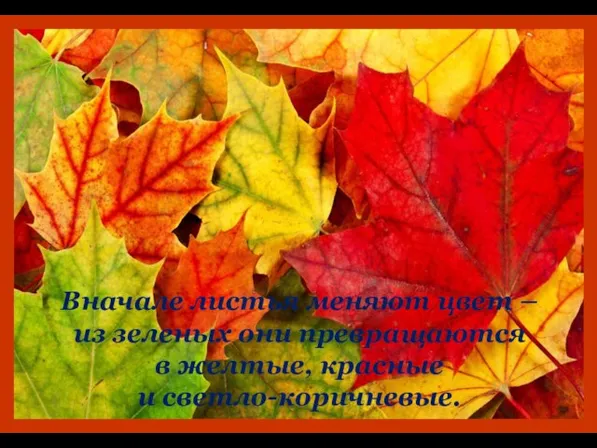 Вначале листья меняют цвет – из зеленых они превращаются в желтые, красные и светло-коричневые.