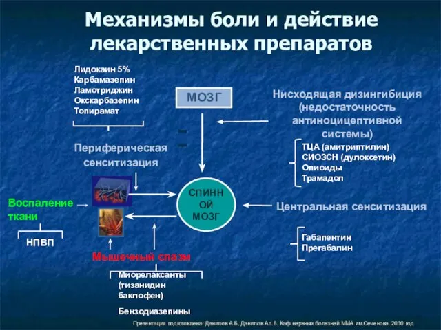 СПИННОЙ МОЗГ МОЗГ Механизмы боли и действие лекарственных препаратов Нисходящая дизингибиция