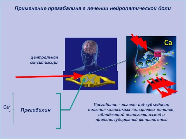 Применение прегабалина в лечении нейропатической боли Центральная сенситизация Прегабалин Ca2+ Са