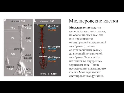 Мюллеровские клетки Мюллеровские клетки – глиальные клетки сетчатки, их особенность в