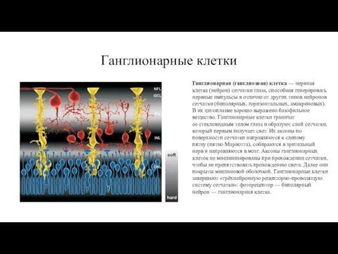 Ганглионарные клетки Ганглионарная (ганглиозная) клетка — нервная клетка (нейрон) сетчатки глаза,