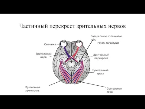 Частичный перекрест зрительных нервов Латеральное коленчатое тело (часть таламуса) Зрительная кора Зрительная лучистость