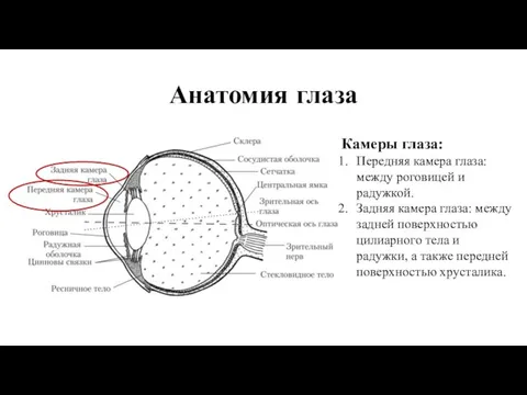 Анатомия глаза Камеры глаза: Передняя камера глаза: между роговицей и радужкой.