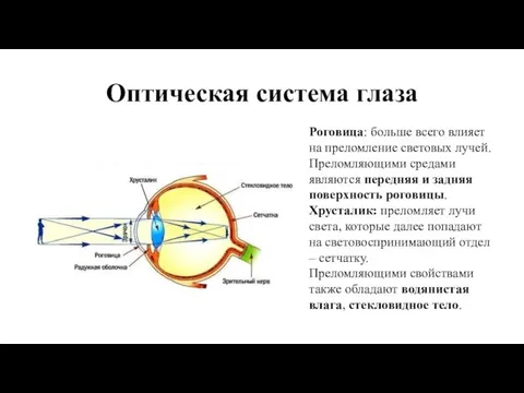 Оптическая система глаза Роговица: больше всего влияет на преломление световых лучей.