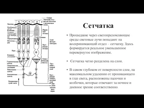 Сетчатка Прошедшие через светопреломляющие среды световые лучи попадают на воспринимающий отдел