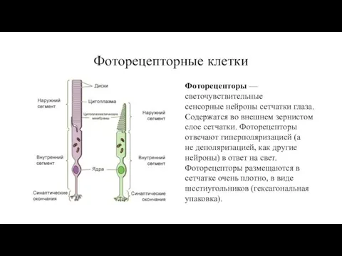 Фоторецепторные клетки Фоторецепторы — светочувствительные сенсорные нейроны сетчатки глаза. Содержатся во