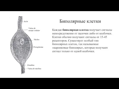 Биполярные клетки Каждая биполярная клетка получает сигналы непосредственно от палочки либо