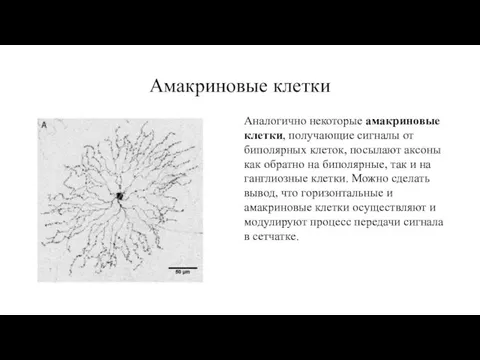 Амакриновые клетки Аналогично некоторые амакриновые клетки, получающие сигналы от биполярных клеток,