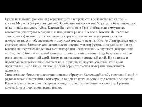 Среди базальных (основных) кератиноцитов встречаются осязательные клетки – клетки Меркеля (меркелевы