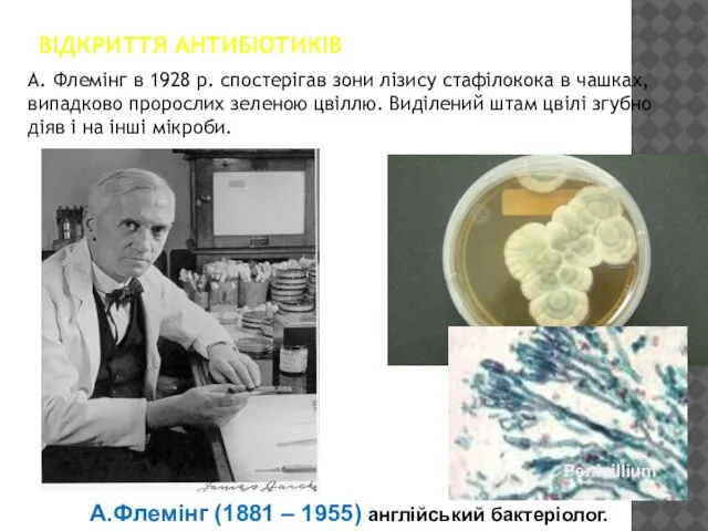 ВІДКРИТТЯ АНТИБІОТИКІВ А. Флемінг в 1928 р. спостерігав зони лізису стафілокока