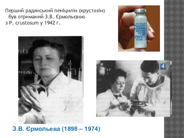 Перший радянський пеніцилін (крустозін) був отриманий З.В. Єрмольєвою з P. crustosum