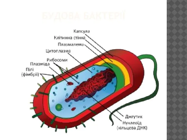 БУДОВА БАКТЕРІЇ