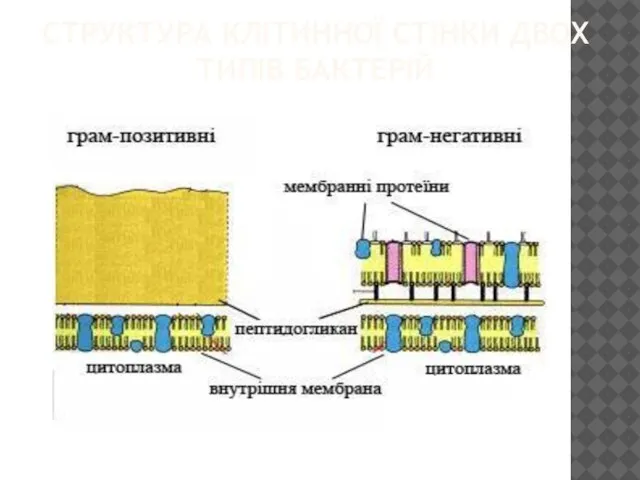 СТРУКТУРА КЛІТИННОЇ СТІНКИ ДВОХ ТИПІВ БАКТЕРІЙ