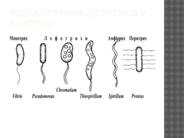 РОЗТАШУВАННЯ ДЖГУТИКІВ У БАКТЕРІЙ