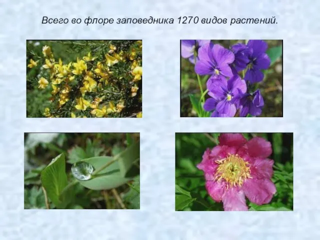 Всего во флоре заповедника 1270 видов растений.