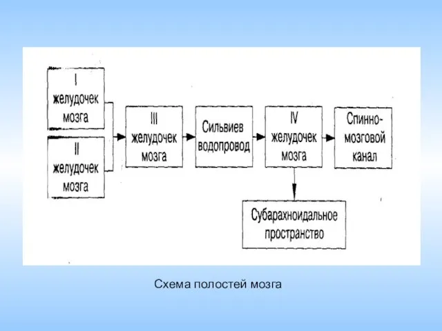 Схема полостей мозга